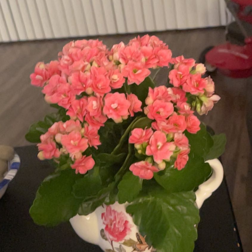 Photo of the plant species Calandiva by @ValidElkweed86 named Achilles on Greg, the plant care app