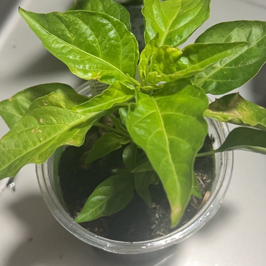 Photo of the plant species Habanero Pepper by @ComicalRedlog14 named Zachariah on Greg, the plant care app