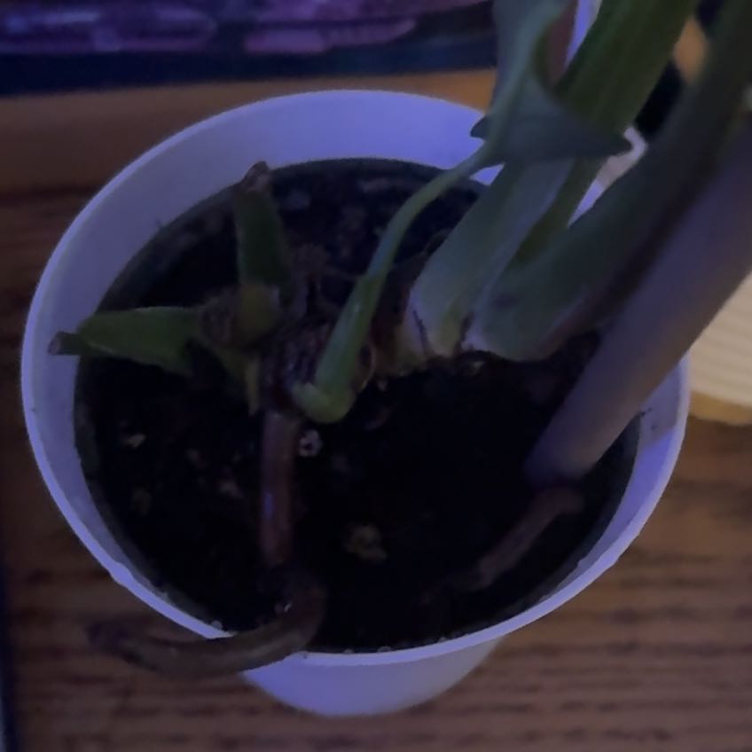 Photo of the plant species Dwarf Monstera Deliciosa by @WillLungwort61 named Emerson on Greg, the plant care app