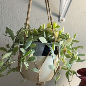Photo of the plant species String of Nickels by @TryNeoregelia9 named Hemingway on Greg, the plant care app