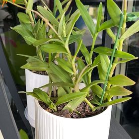 Photo of the plant species Fire Star Orchid by @ToughRhodotus95 named Tupot amaroot on Greg, the plant care app