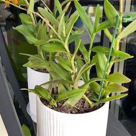 Photo of the plant species Fire Star Orchid by @ToughRhodotus95 named Walt on Greg, the plant care app