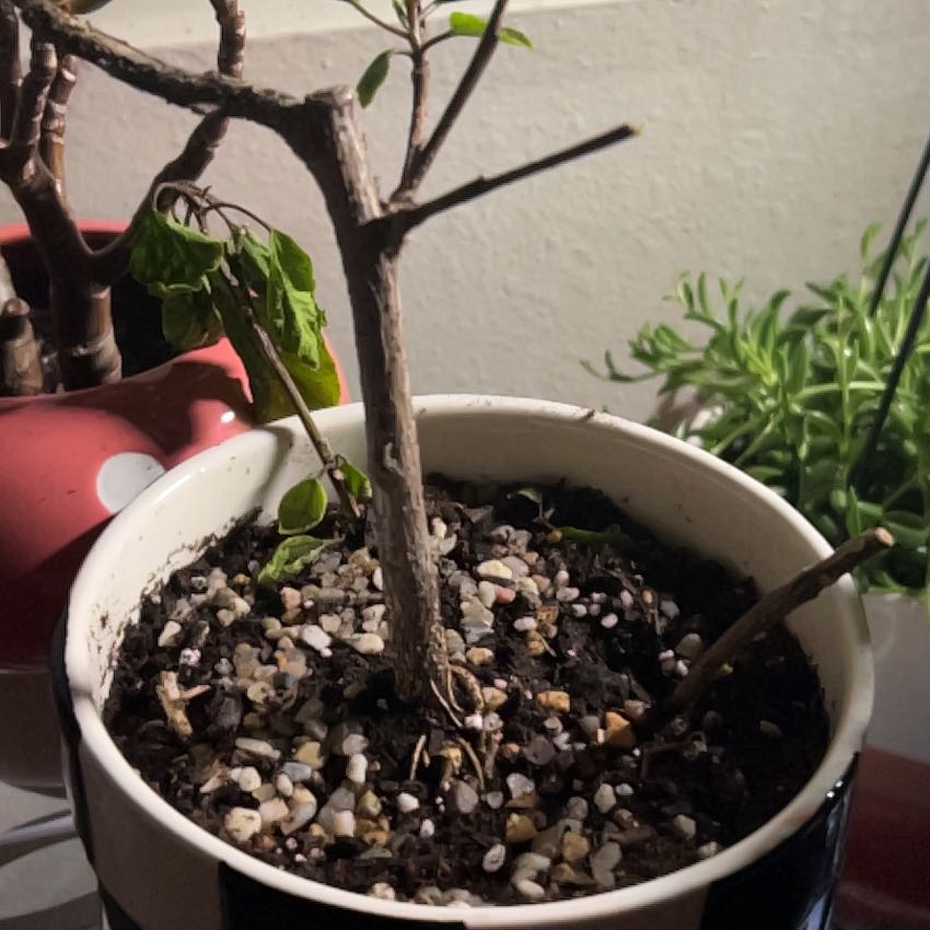 Photo of the plant species Hibiscus by @SocialBeech98 named Coco on Greg, the plant care app
