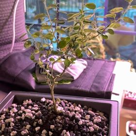 Photo of the plant species Brenia Snowbush by @ManlyOregano55 named Duke on Greg, the plant care app