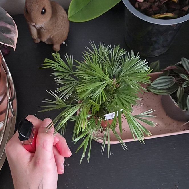 Photo of the plant species Asplenium actiniopteroides by @Satanicpickle named Clooney on Greg, the plant care app