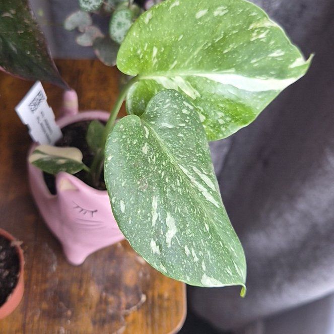 Photo of the plant species Monstera by @Satanicpickle named Winston on Greg, the plant care app