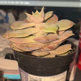 Photo of the plant species Echeveria 'Pink Diamond' by @AwakeRedlion22 named Priscilla on Greg, the plant care app