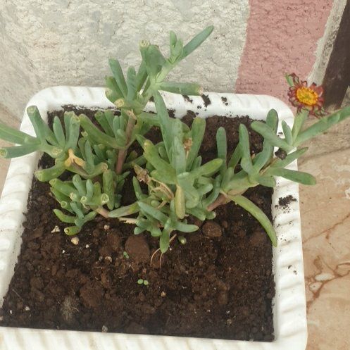 Photo of the plant species Coppery Mesemb by @FitWaxivy78 named Anne on Greg, the plant care app