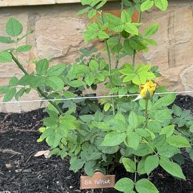 Photo of the plant species Hybrid Tea Rose by @GrowingLichen2 named Sahara on Greg, the plant care app