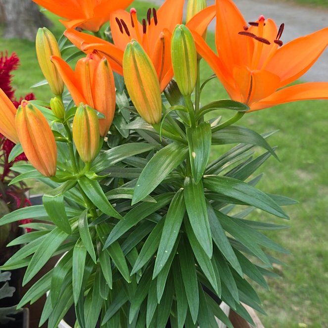 Photo of the plant species Orange Lily by @EmpoweredMoss97 named Emerson on Greg, the plant care app