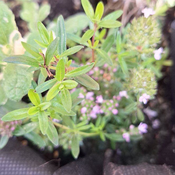 Photo of the plant species Large Thyme by @SolidCatpalm42 named Sir Plancelot on Greg, the plant care app