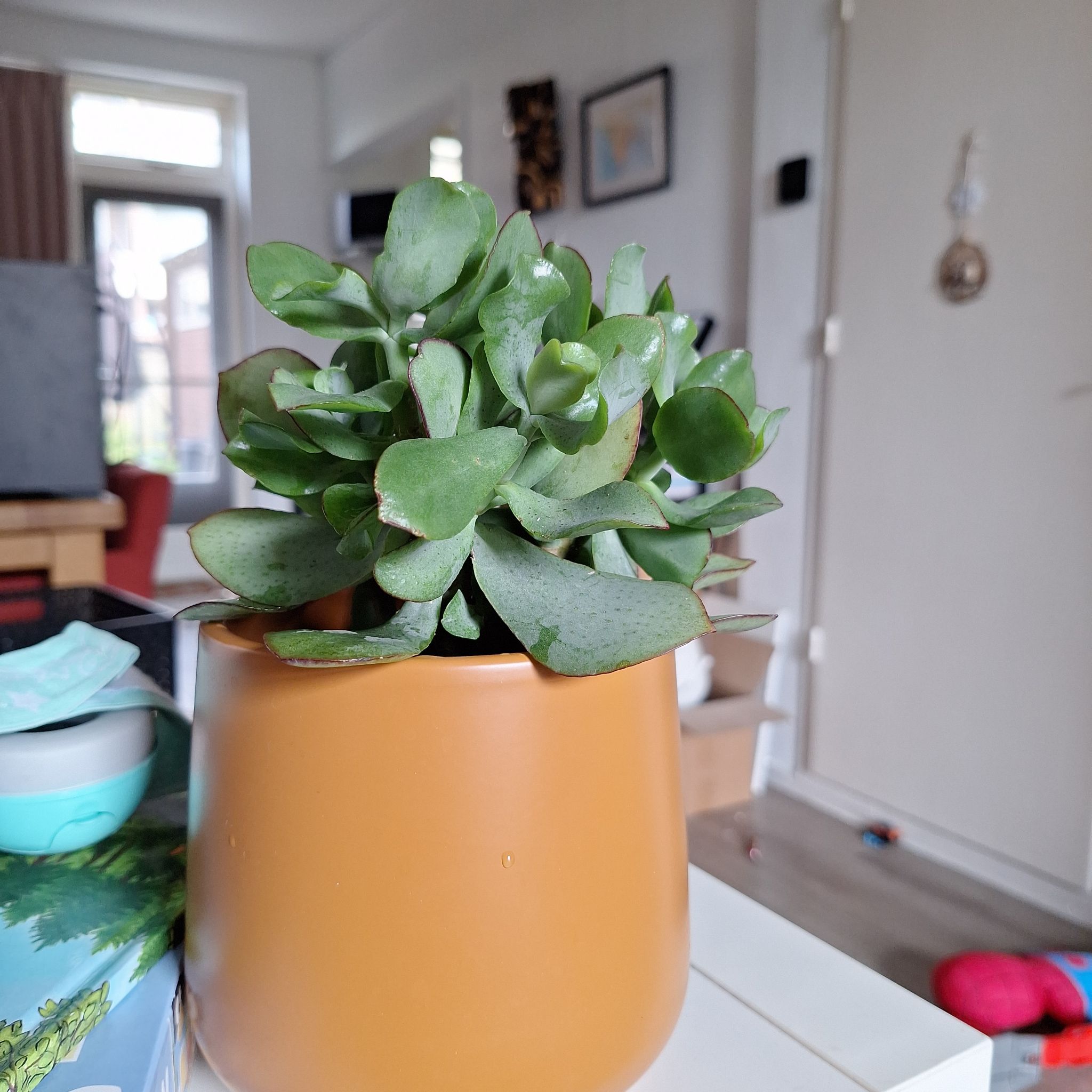 Photo of the plant species Crassula 'Curly Grey' by @SolidCatpalm42 named Runes plant on Greg, the plant care app