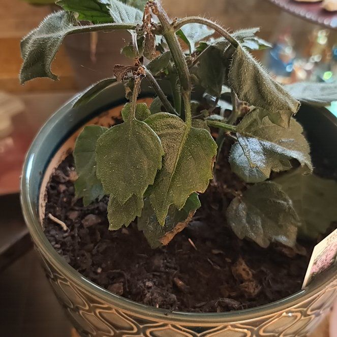 Photo of the plant species Velvet Elvis by @KeyAntplant74 named Elvis on Greg, the plant care app