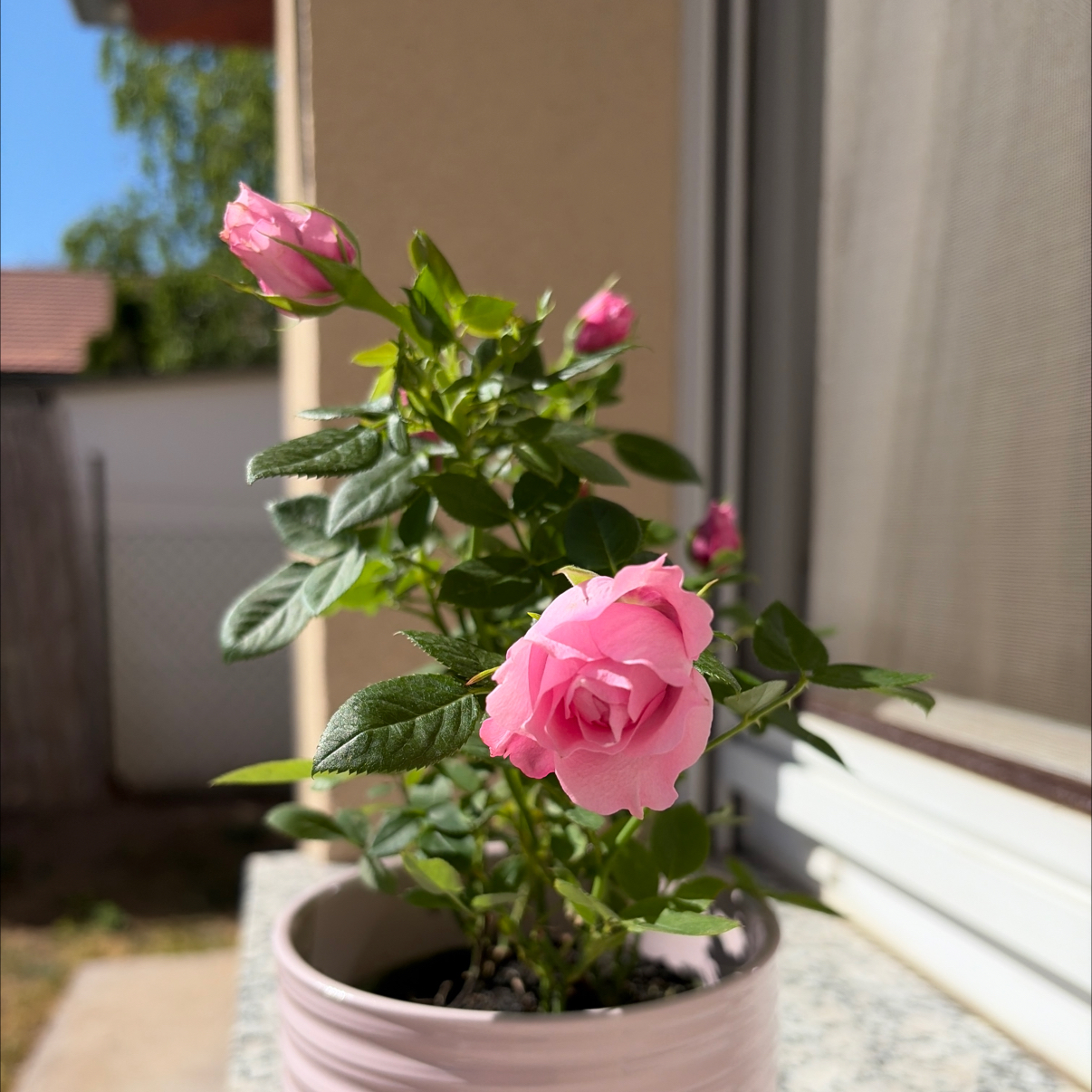 Photo of the plant species Hybrid Tea Rose by @UpbeatPigfern11 named Sherlock on Greg, the plant care app