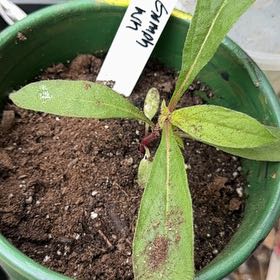 Photo of the plant species Globe Amaranth by @ProbableSaguaro named Plato on Greg, the plant care app