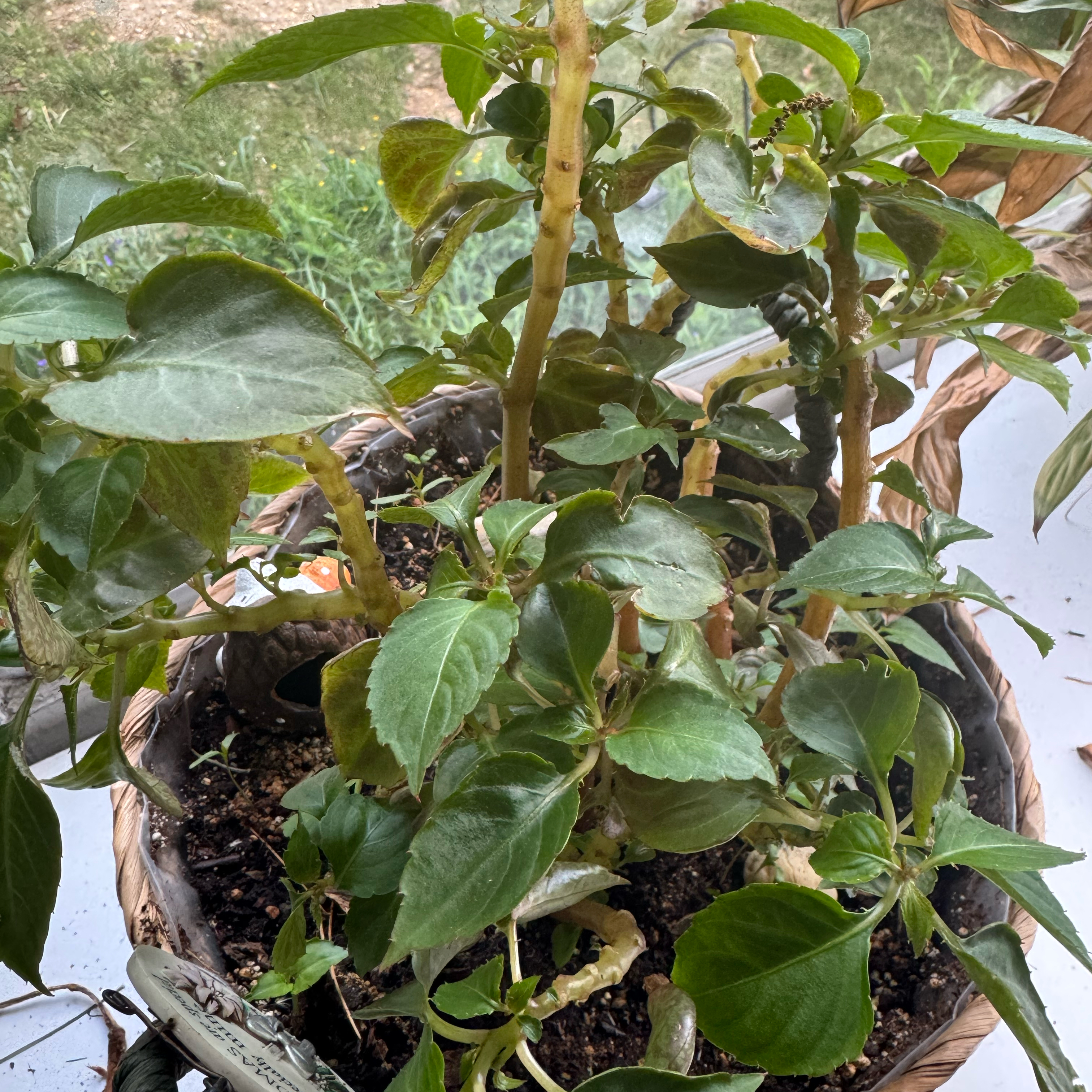 Photo of the plant species Impatiens by @ProbableSaguaro named Sanders on Greg, the plant care app