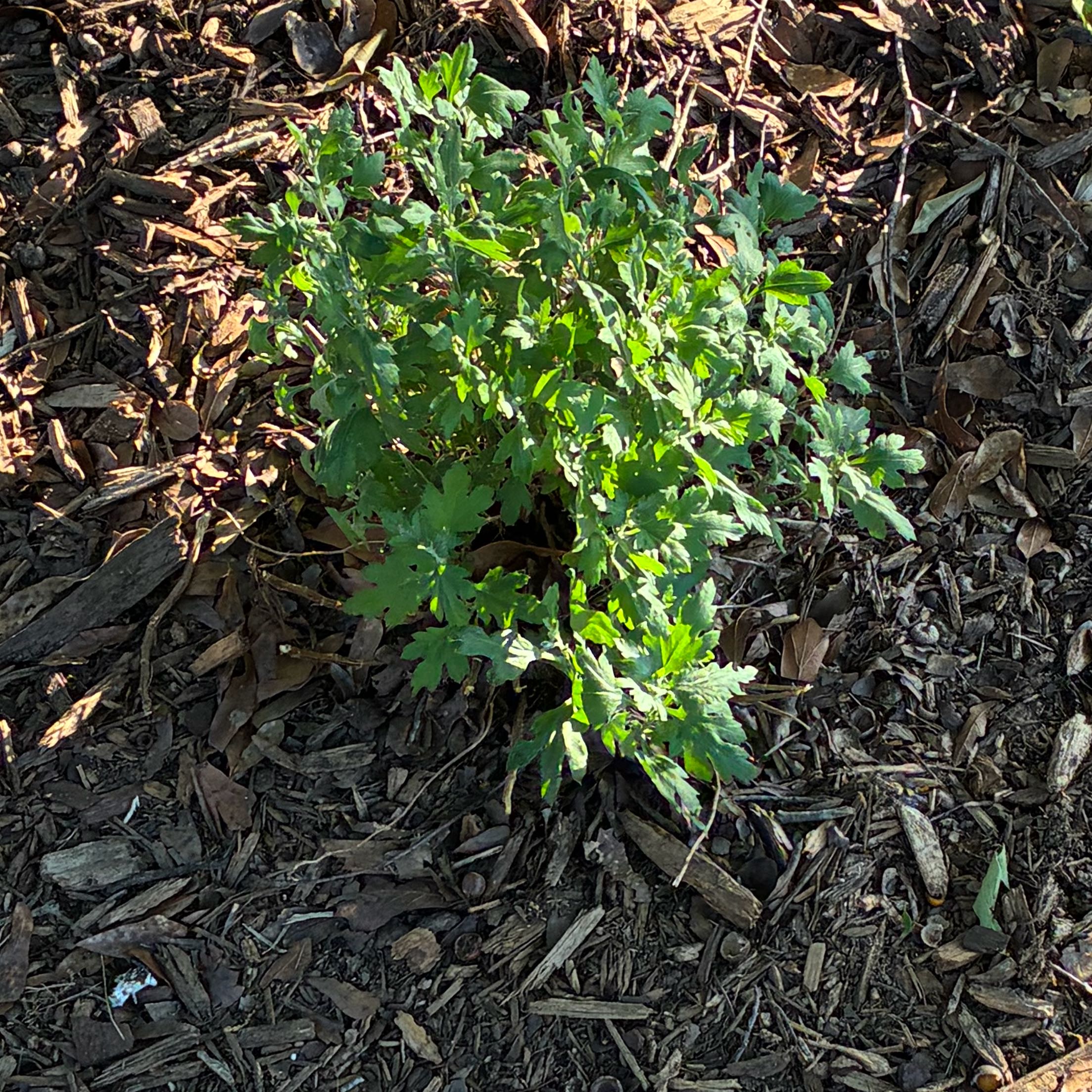 Photo of the plant species Chrysanthemum by @YokeHeather93 named Marley on Greg, the plant care app