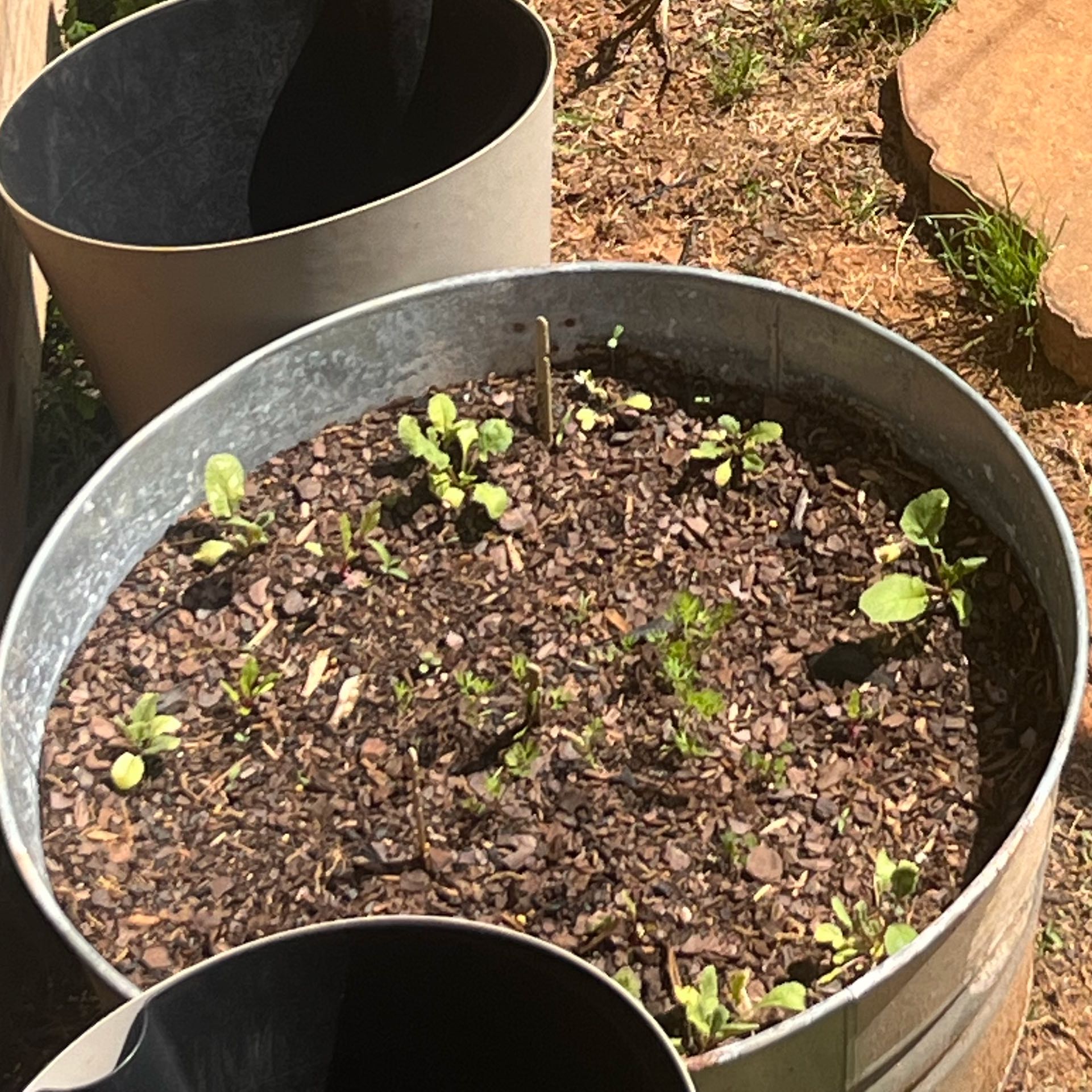 Photo of the plant species Cultivated Radish by @YokeHeather93 named Elle on Greg, the plant care app