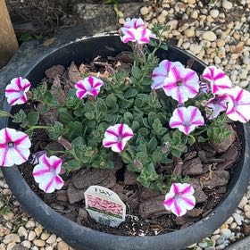 Photo of the plant species Lovie Dovie Supertunia by @SvelteCorkelm23 named Emerson on Greg, the plant care app