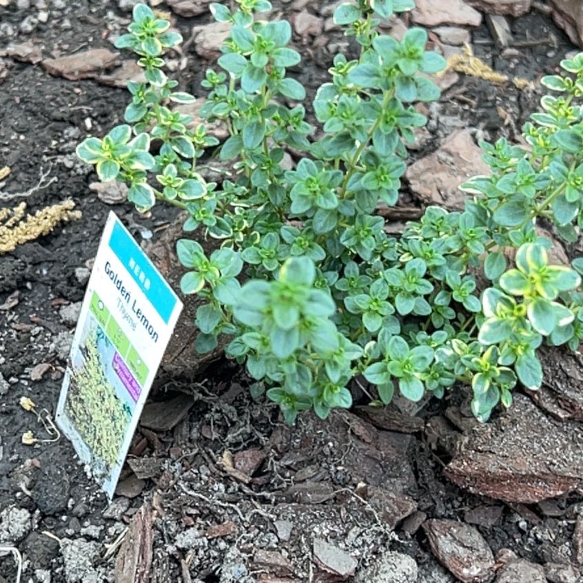 Photo of the plant species Lemon Thyme by @SvelteCorkelm23 named Foxxy on Greg, the plant care app