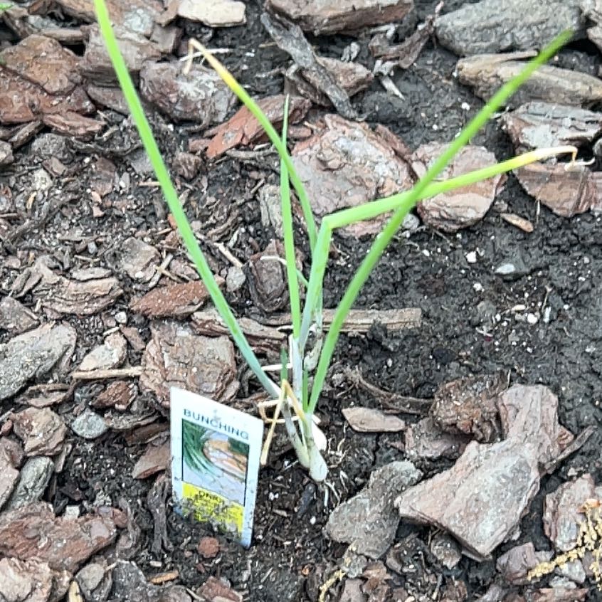 Photo of the plant species Nodding Onion by @SvelteCorkelm23 named Winston on Greg, the plant care app