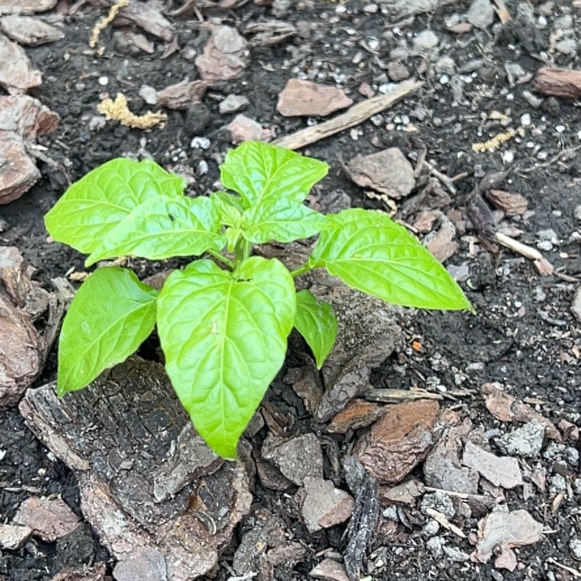 Photo of the plant species Ghost Pepper by @SvelteCorkelm23 named Harper on Greg, the plant care app
