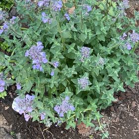 Photo of the plant species Catmint by @SvelteCorkelm23 named Anne on Greg, the plant care app