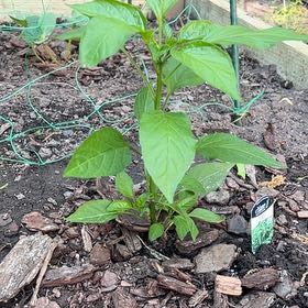 Photo of the plant species Sweet Pepper 'Shishito' by @SvelteCorkelm23 named Austen on Greg, the plant care app