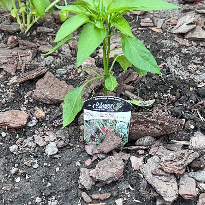Photo of the plant species Thai Pepper by @SvelteCorkelm23 named McKinley on Greg, the plant care app
