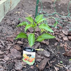 Photo of the plant species Hungarian Pepper by @SvelteCorkelm23 named Forrest on Greg, the plant care app