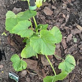 Photo of the plant species Round Zucchini by @SvelteCorkelm23 named Prince on Greg, the plant care app