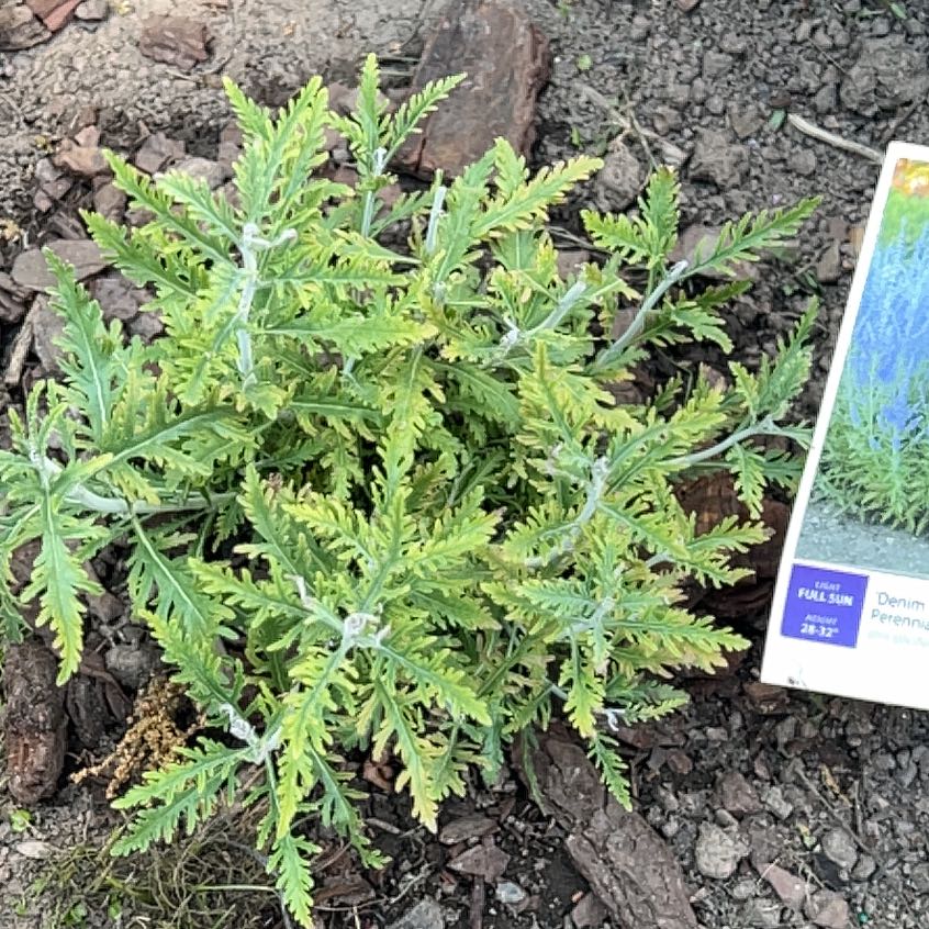 Photo of the plant species Russian Sage by @SvelteCorkelm23 named Gates on Greg, the plant care app