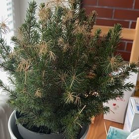 Photo of the plant species Blue Spruce by @KinglyPomelo48 named Tupot amaroot on Greg, the plant care app