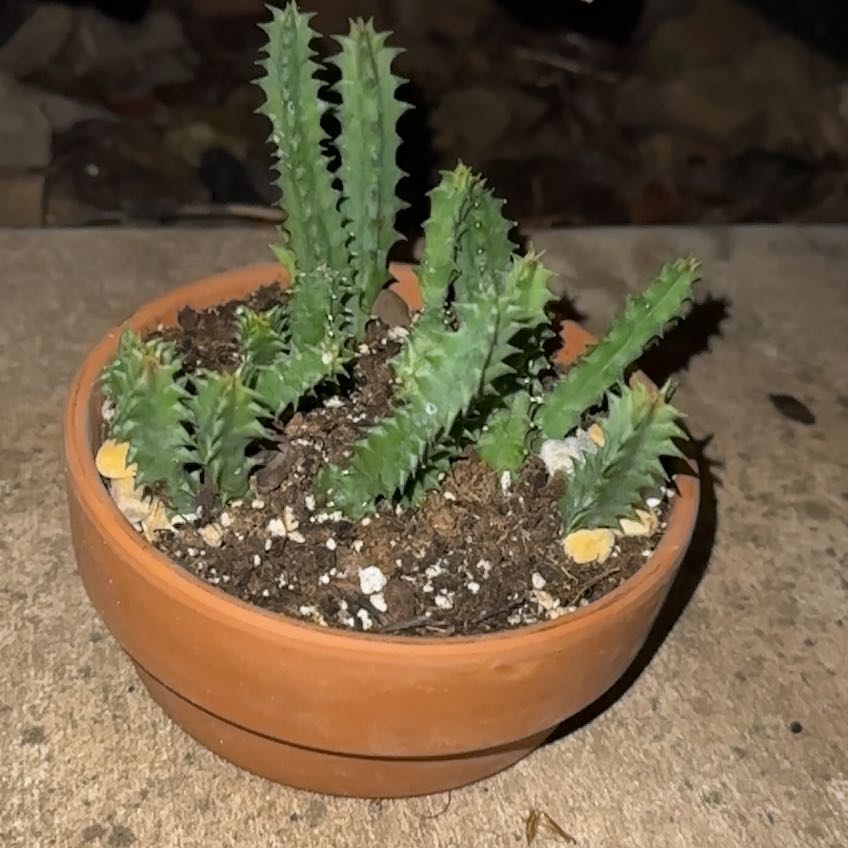 Photo of the plant species Stapelia Planiflora Jacq. by @KeyPegaropa68 named Girlfrond on Greg, the plant care app