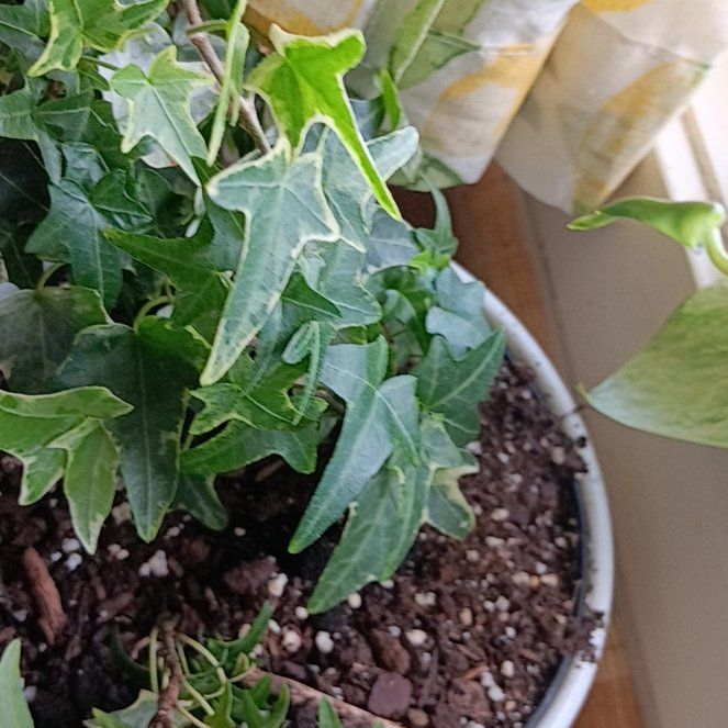 Photo of the plant species Mini Adam Ivy by @WiseArnoseris35 named ChloroPhil on Greg, the plant care app