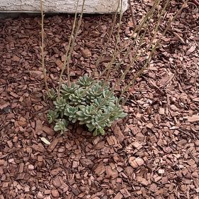 Photo of the plant species Sealettuce by @ActiveTwister67 named Sherlock on Greg, the plant care app