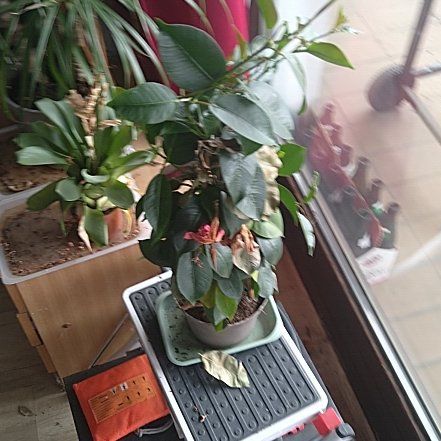 Photo of the plant species Dipladenia by @FastPigsears82 named Taylor Swift on Greg, the plant care app