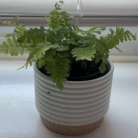 Photo of the plant species Northern Maidenhair Fern by @BabyWorm86 named Naomi on Greg, the plant care app