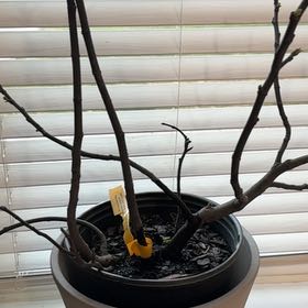 Photo of the plant species Brown Turkey Fig by @BabyWorm86 named Darwin on Greg, the plant care app