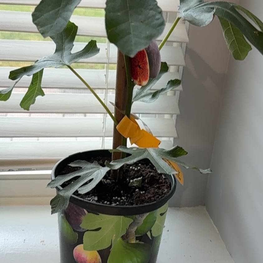 Photo of the plant species Brown Turkey Fig by @BabyWorm86 named Achilles on Greg, the plant care app