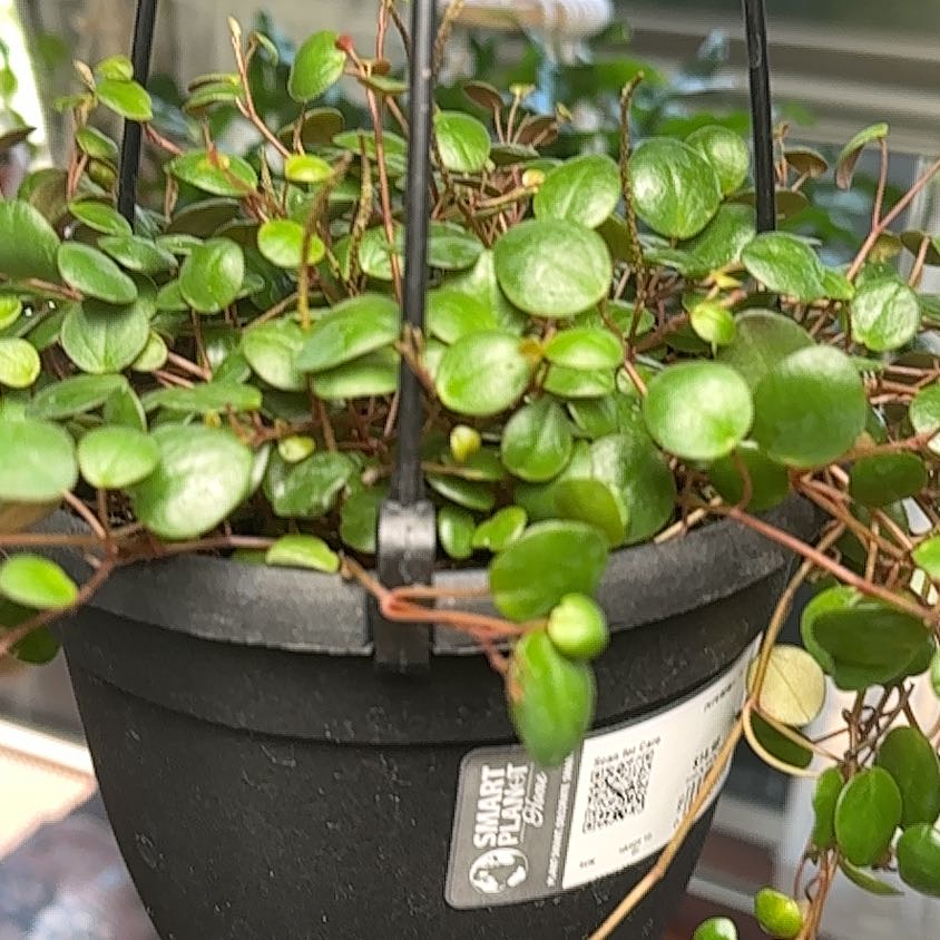 Photo of the plant species Peperomia 'Pepperspot' by @YesRedtree57 named ChloroPhil on Greg, the plant care app