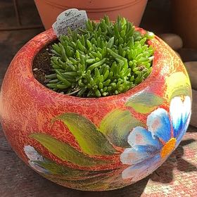 Photo of the plant species Jewel of Desert Sunstone by @YesRedtree57 named Sigmund on Greg, the plant care app