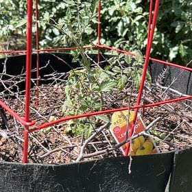 Photo of the plant species Tomato 'Lemon Boy VF' by @YesRedtree57 named Dolores on Greg, the plant care app