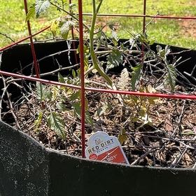 Photo of the plant species Big Boy Tomato by @YesRedtree57 named Sproutacus on Greg, the plant care app