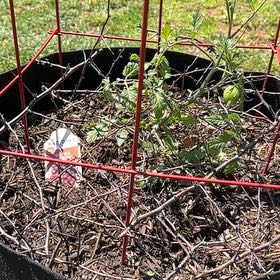 Photo of the plant species Tomato 'Black Cherry' by @YesRedtree57 named Figyonce on Greg, the plant care app