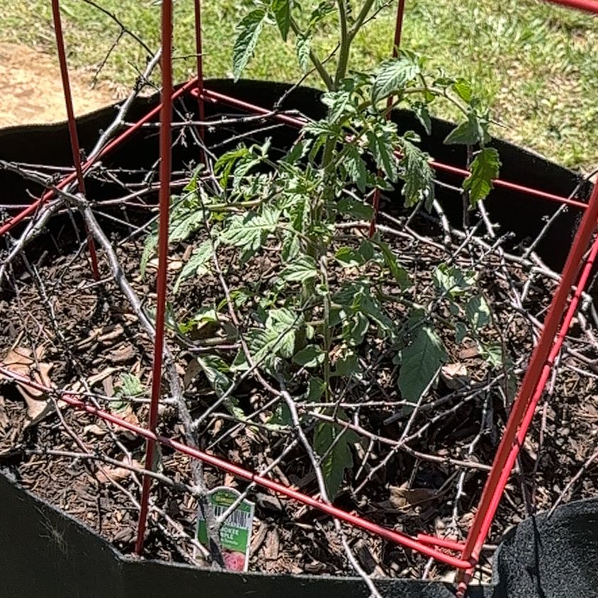Photo of the plant species Cherokee Purple Tomato by @YesRedtree57 named Zeus on Greg, the plant care app