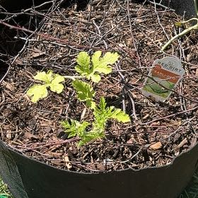 Photo of the plant species Lilium 'Honeydew' by @YesRedtree57 named Bodhi on Greg, the plant care app