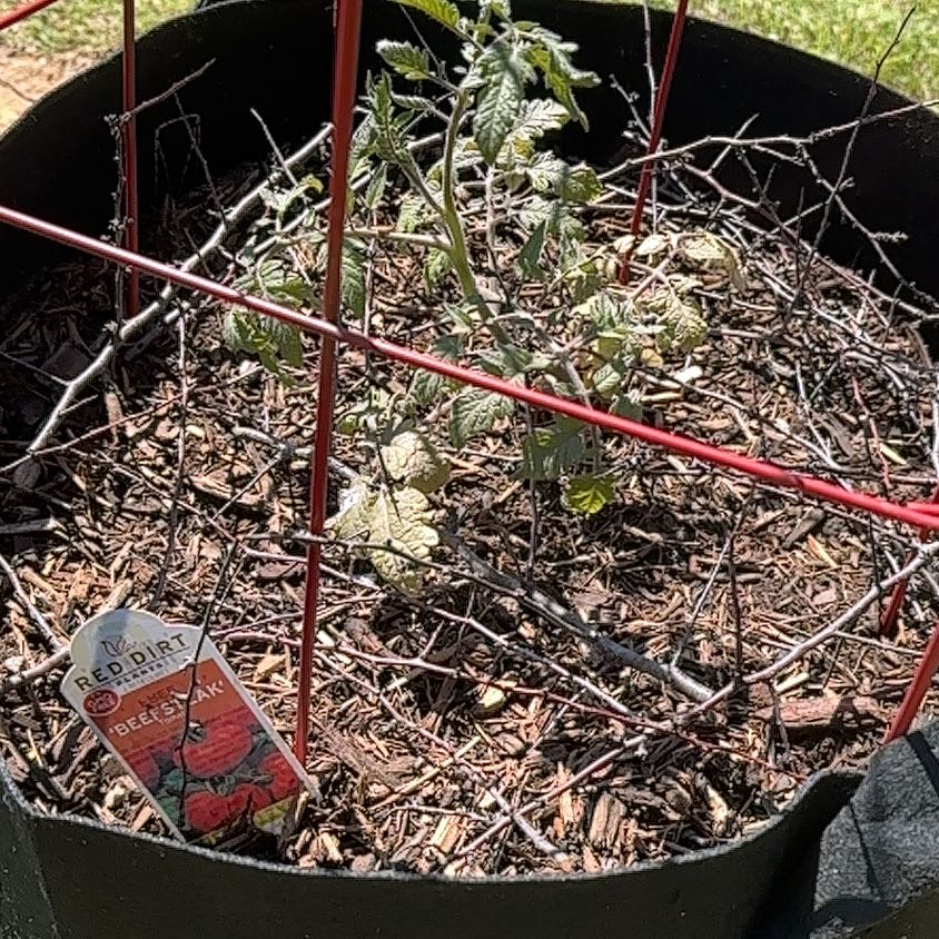 Photo of the plant species Beefsteak Tomato by @YesRedtree57 named Sanders on Greg, the plant care app