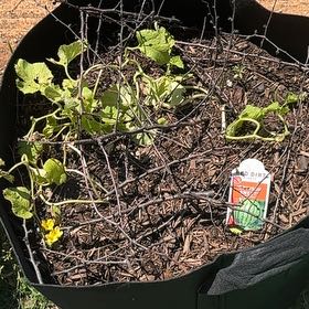 Photo of the plant species Crimson Sweet Watermelon by @YesRedtree57 named Bella on Greg, the plant care app