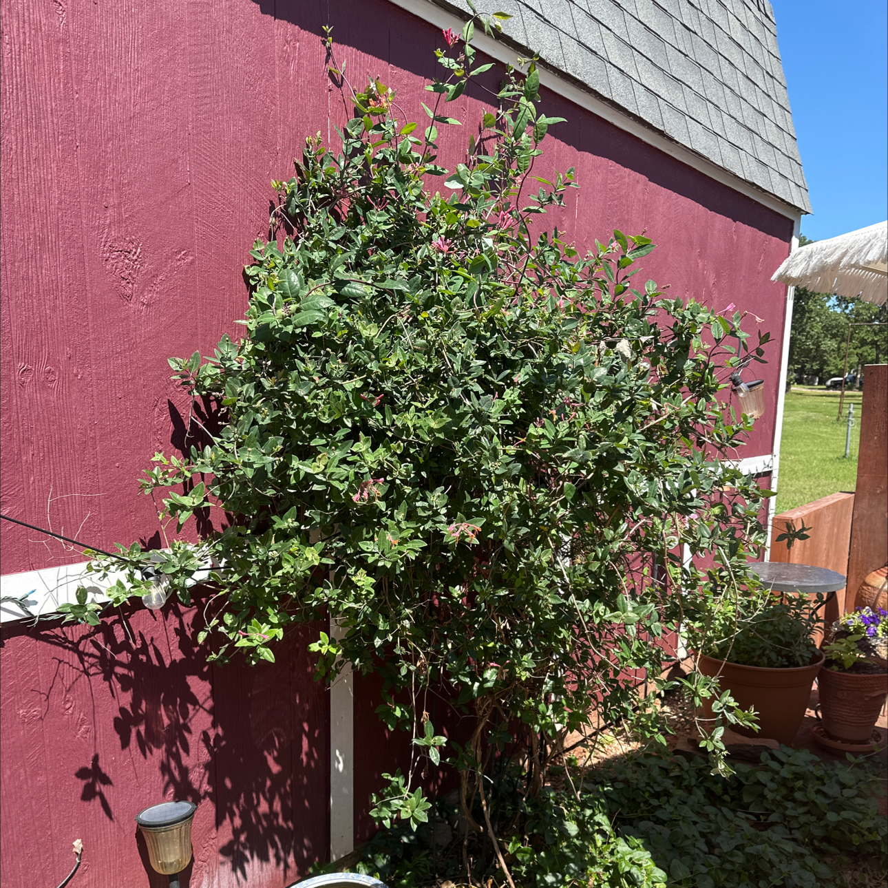 Photo of the plant species Coral Honeysuckle by @YesRedtree57 named Delilah on Greg, the plant care app